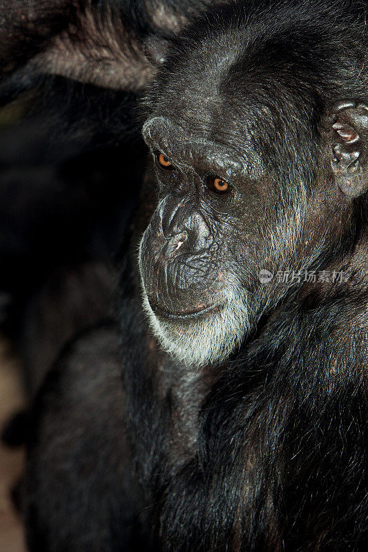 黑猩猩的pan troglodytes，成人PH